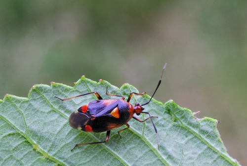 Deraeocoris ruber